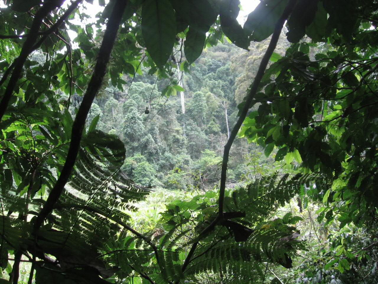 Udzungwa Mountains National Park