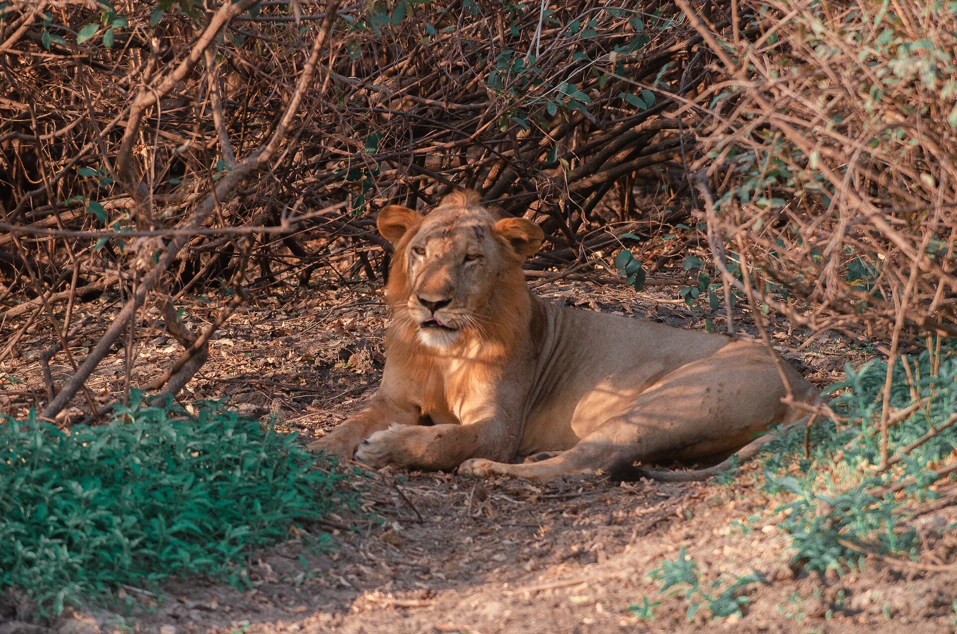 Nyerere National Park