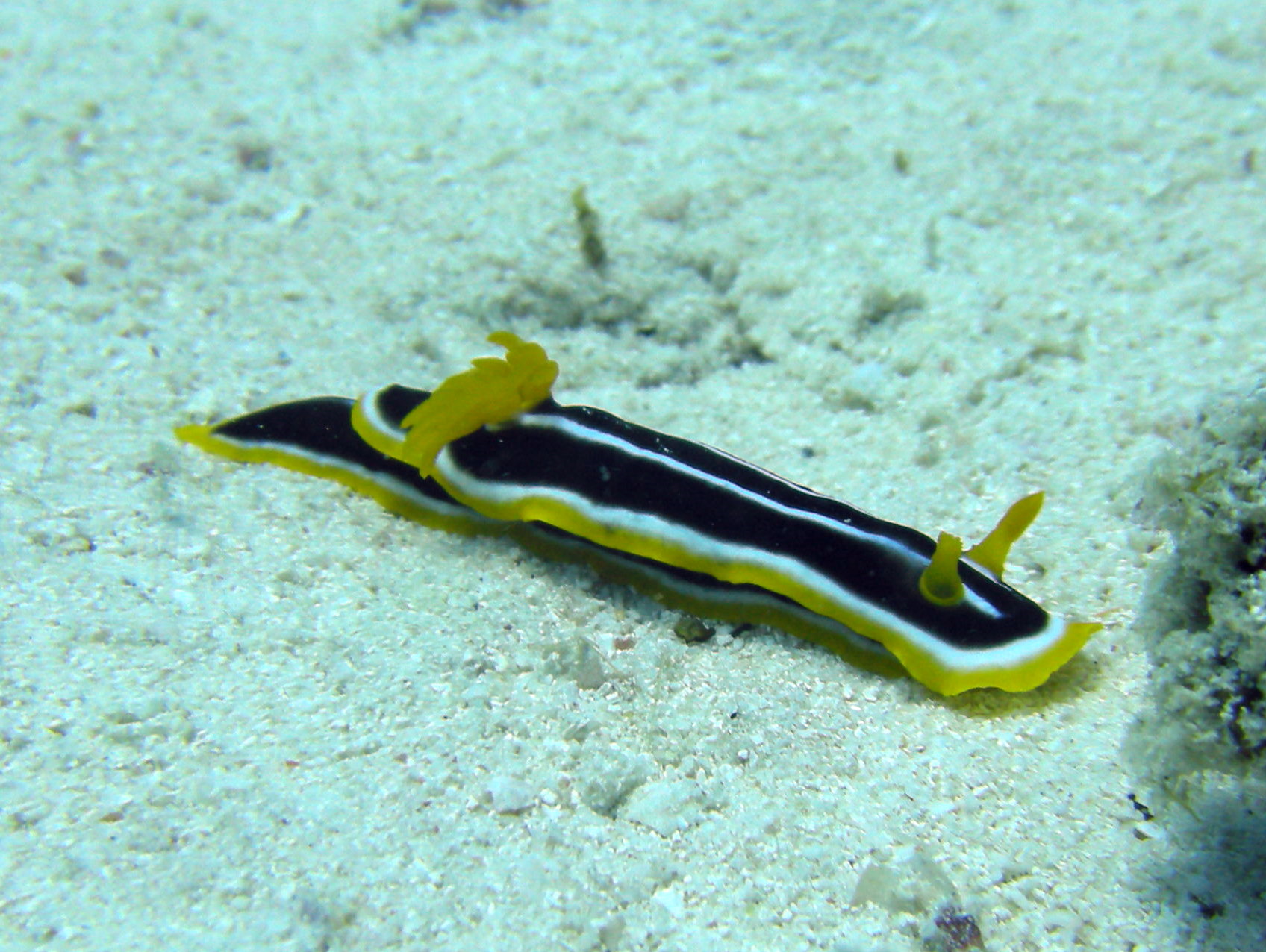 Mnemba Atoll