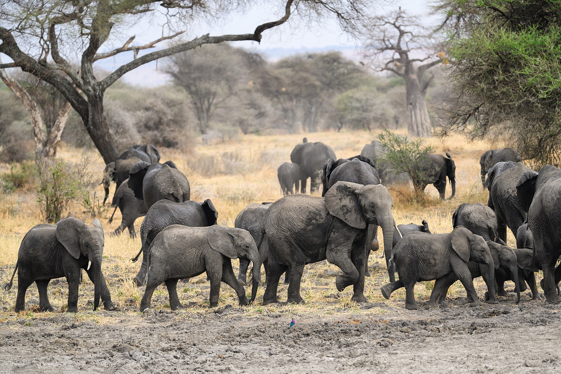 Tarangire National Park