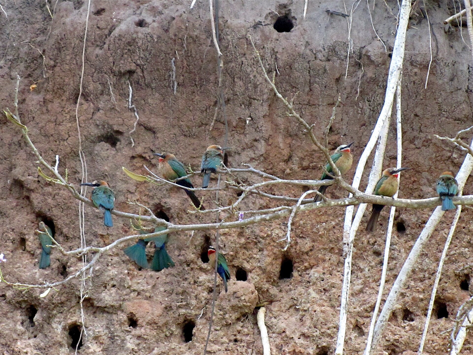 Selous Game Reserve