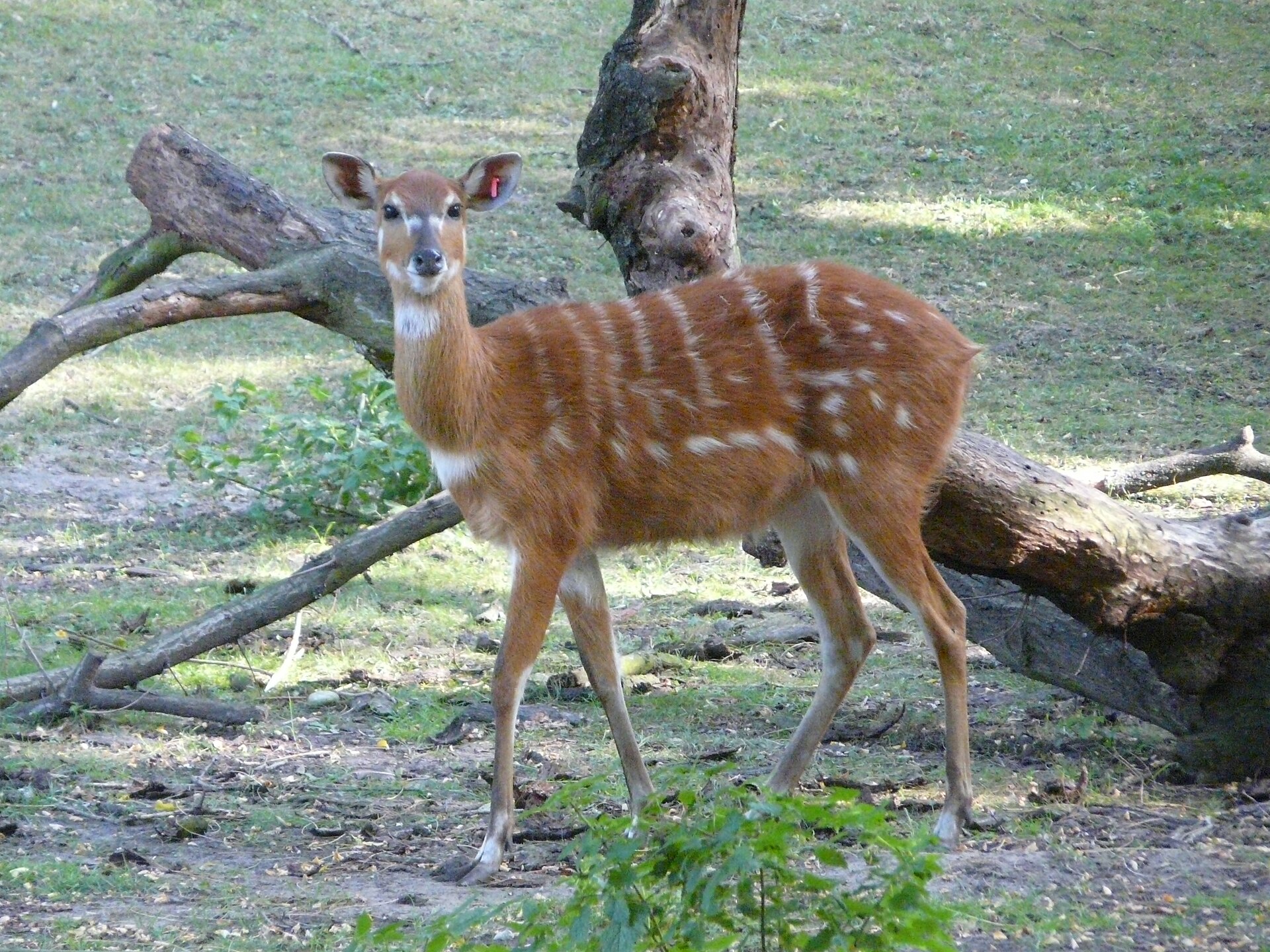 Rubondo Island National Park